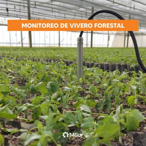 montoreo en vivero